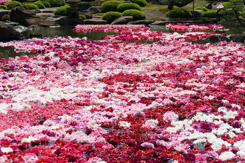 日本庭園の牡丹の花
