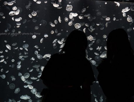 大阪・海遊館で始まったクラゲ展示「海月銀河」に行ってきた（撮影データと撮り方あり）
