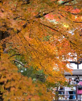 秋の京都南禅寺かいわい紅葉狩り。大勢の方が訪れる名所での写真はこう撮れ！な私見。