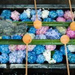 紫陽花のかくれた名所、京都・西山にある柳谷観音/楊谷寺の花手水はインスタ映えマチガイなしの名所です！