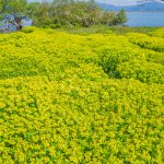 鮮やかな黄色い花を咲くノウルシが群生する滋賀県の高島に行ってきました